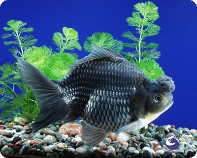 ORANDA - BLUE - 4-5 INCH